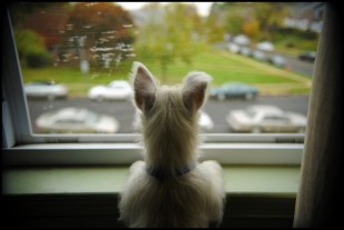 Dogs in windows ::: boringpla.net - Another Boring Picture Blog by Gerrit Fries