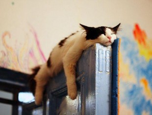 Catnap on a door ::: boringpla.net - Another Boring Picture Blog by Gerrit Fries