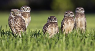 Five burrowing Owls ::: boringpla.net - Another Boring Picture Blog by Gerrit Fries